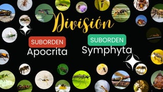 División
SUBORDEN
Apocrita
SUBORDEN
Symphyta
 
