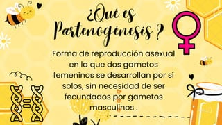Forma de reproducción asexual
en la que dos gametos
femeninos se desarrollan por sí
solos, sin necesidad de ser
fecundados por gametos
masculinos .
¿Qué es
Partenogénesis ?
 