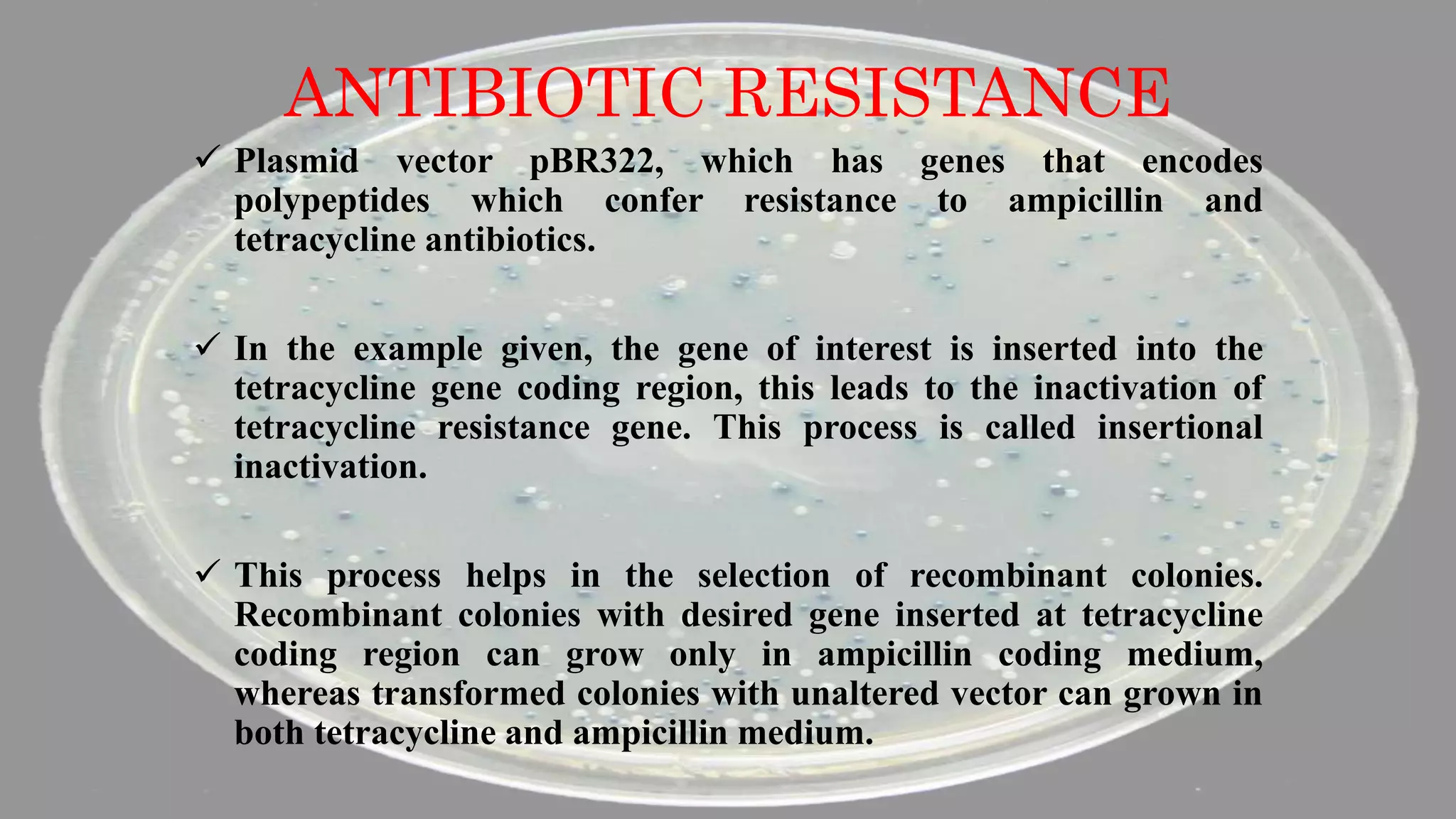 ANTIBIOTIC RESISTANCE
 Plasmid vector pBR322, which has genes that encodes
polypeptides which confer resistance to ampicillin and
tetracycline antibiotics.
 In the example given, the gene of interest is inserted into the
tetracycline gene coding region, this leads to the inactivation of
tetracycline resistance gene. This process is called insertional
inactivation.
 This process helps in the selection of recombinant colonies.
Recombinant colonies with desired gene inserted at tetracycline
coding region can grow only in ampicillin coding medium,
whereas transformed colonies with unaltered vector can grown in
both tetracycline and ampicillin medium.
 