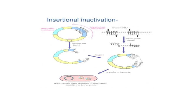 Insertional inactivation