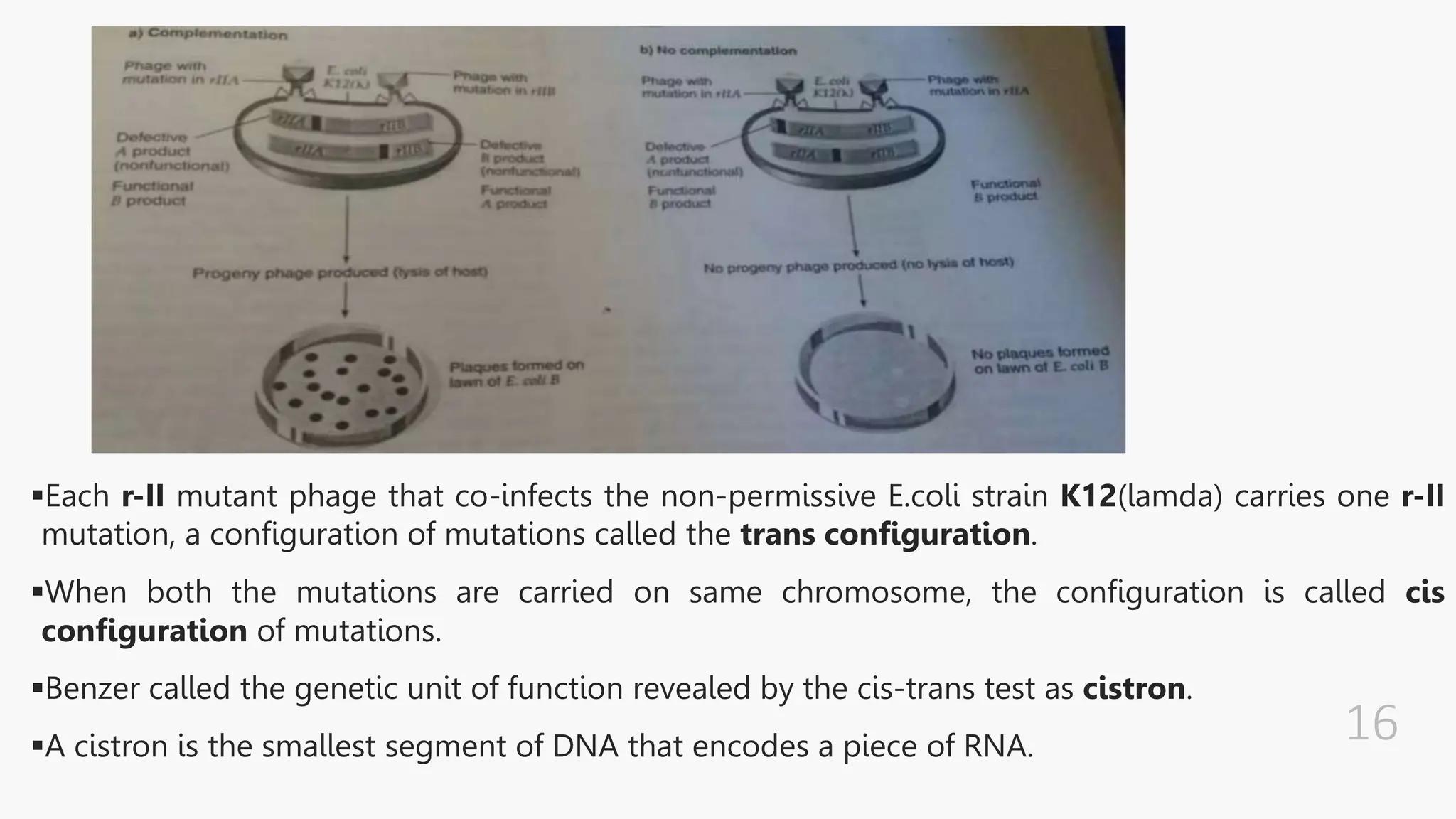 Each r-II mutant phage that co-infects the non-permissive E.coli strain K12(lamda) carries one r-II
mutation, a configuration of mutations called the trans configuration.
When both the mutations are carried on same chromosome, the configuration is called cis
configuration of mutations.
Benzer called the genetic unit of function revealed by the cis-trans test as cistron.
A cistron is the smallest segment of DNA that encodes a piece of RNA.
 