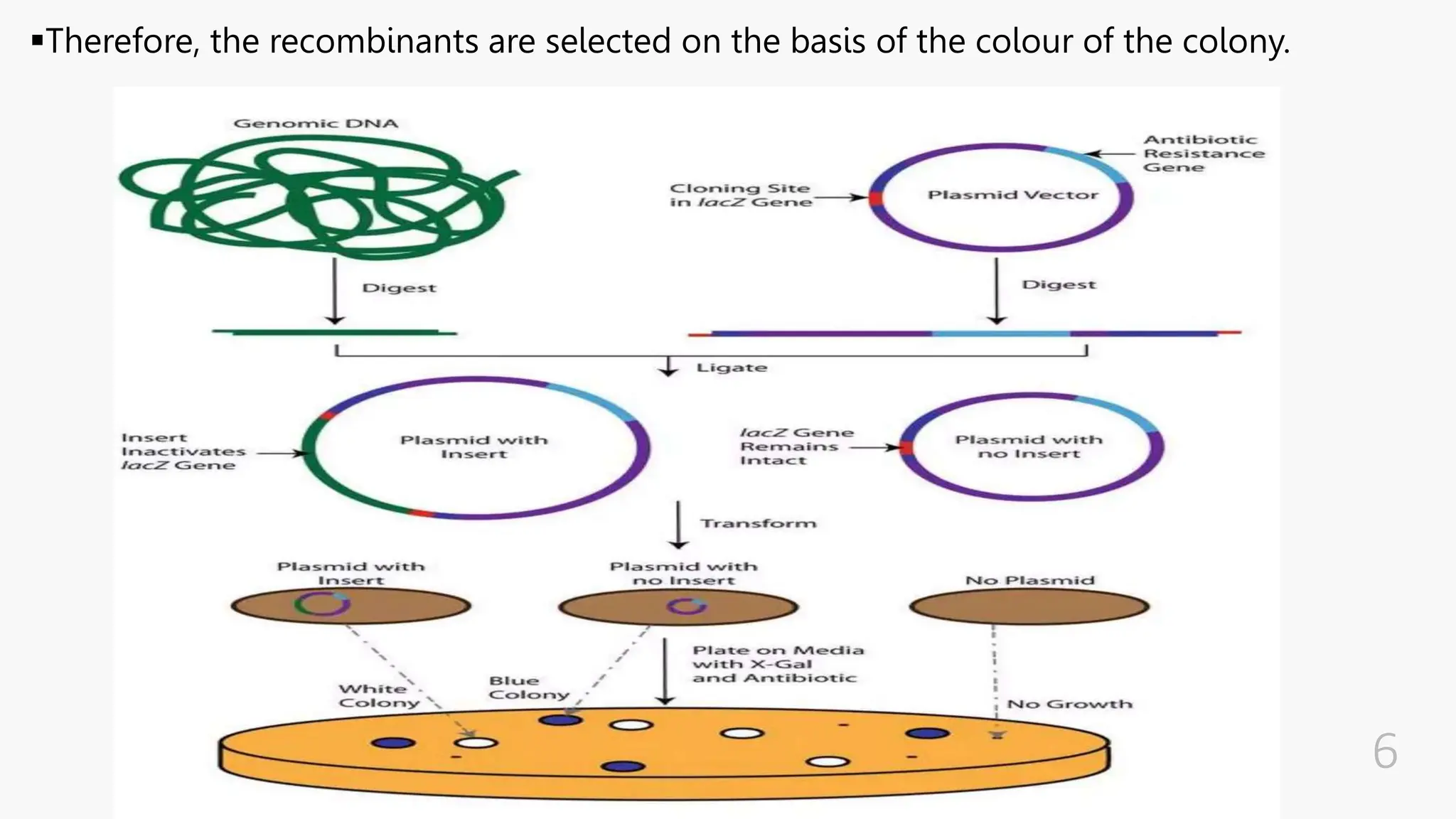 INSERTIONAL INACTIVATION AND COMPLEMENTATION OF DEFINED MUTATION (1).pptx