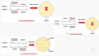 INSERTIONAL INACTIVATION AND COMPLEMENTATION OF DEFINED MUTATION (1).pptx