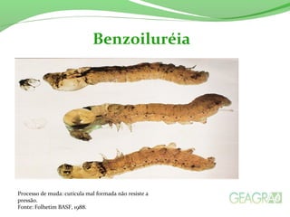 Benzoiluréia
Processo de muda: cutícula mal formada não resiste a
pressão.
Fonte: Folhetim BASF, 1988.
 