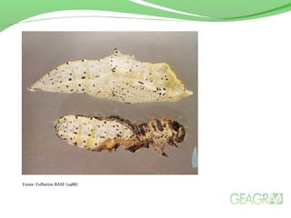 Fonte: Folhetim BASF (1988)
 