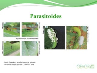 Parasitoides
Fonte: Guia para o reconhecimento de inimigos
naturais de pragas agrícolas – EMBRAPA 2013
 