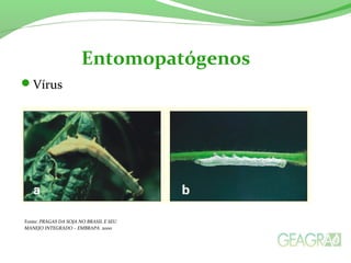 Vírus
Entomopatógenos
Fonte: PRAGAS DA SOJA NO BRASIL E SEU
MANEJO INTEGRADO – EMBRAPA 2000
 