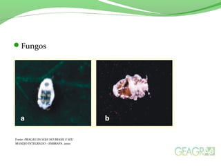 Fungos
Fonte: PRAGAS DA SOJA NO BRASIL E SEU
MANEJO INTEGRADO – EMBRAPA 2000
 