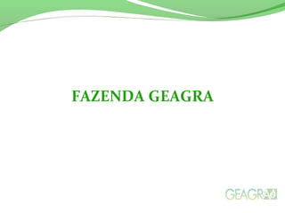 FAZENDA GEAGRA
 