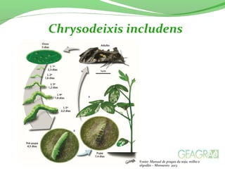 Chrysodeixis includens
Fonte: Manual de pragas da soja, milho e
algodão – Monsanto 2013
 
