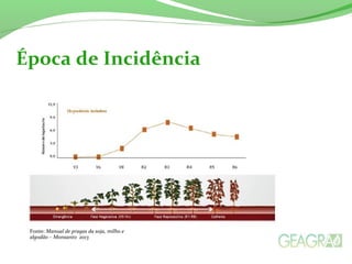 Época de Incidência
Fonte: Manual de pragas da soja, milho e
algodão – Monsanto 2013
 