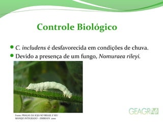 C. includens é desfavorecida em condições de chuva.
Devido a presença de um fungo, Nomuraea rileyi.
Controle Biológico
Fonte: PRAGAS DA SOJA NO BRASIL E SEU
MANEJO INTEGRADO – EMBRAPA 2000
 