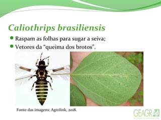 Caliothrips brasiliensis
Raspam as folhas para sugar a seiva;
Vetores da “queima dos brotos”.
Fonte das imagens: Agrolink, 2018.
 