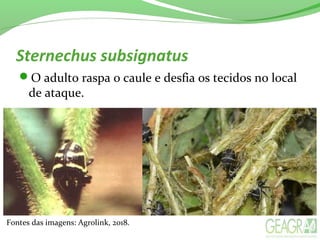 Sternechus subsignatus
O adulto raspa o caule e desfia os tecidos no local
de ataque.
Fontes das imagens: Agrolink, 2018.
 