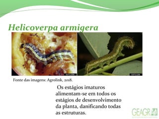 Helicoverpa armigera
Os estágios imaturos
alimentam-se em todos os
estágios de desenvolvimento
da planta, danificando todas
as estruturas.
Fonte das imagens: Agrolink, 2018.
 