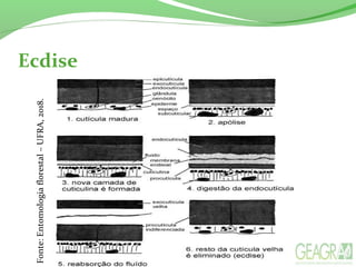 Ecdise
Fonte:Entomologiaflorestal–UFRA,2018.
 