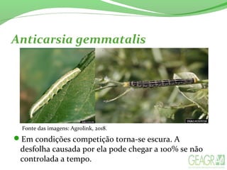 Anticarsia gemmatalis
Fonte das imagens: Agrolink, 2018.
Em condições competição torna-se escura. A
desfolha causada por ela pode chegar a 100% se não
controlada a tempo.
 