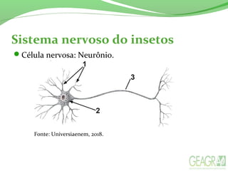 Sistema nervoso do insetos
Célula nervosa: Neurônio.
Fonte: Universiaenem, 2018.
 