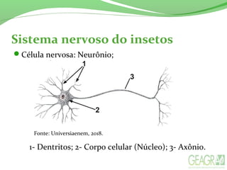 Sistema nervoso do insetos
Célula nervosa: Neurônio;
1- Dentritos; 2- Corpo celular (Núcleo); 3- Axônio.
Fonte: Universiaenem, 2018.
 