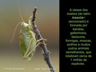 A classe dos
insetos (do latim
insecta=
seccionado) é
formada por
baratas,
gafanhotos,
besouros,
formigas, moscas,
piolhos e muitos
outros animais
semelhantes, que
totalizam cerca de
1 milhão de
espécies.
 