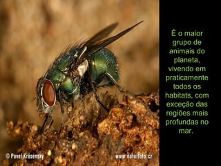 É o maior
grupo de
animais do
planeta,
vivendo em
praticamente
todos os
habitats, com
exceção das
regiões mais
profundas no
mar.
 