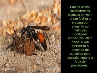 São os únicos
invertebrados
capazes de voar,
o que facilita a
procura por
alimento ou
melhores
condições
ambientais; além
disso, o vôo
possibilita o
encontro de
parceiros para
acasalamento e a
fuga de
predadores.
 