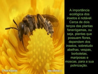A importância
ecológica dos
insetos é notável.
Cerca de dois
terços das plantas
fanerógamas, ou
seja, plantas que
possuem flores,
dependem dos
insetos, sobretudo
abelhas, vespas,
borboletas,
mariposas e
moscas, para a sua
polinização.
 