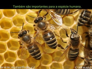 Também são importantes para a espécie humana.
 