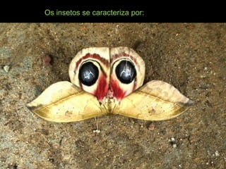 Os insetos se caracteriza por:
 