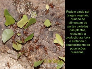 Podem ainda ser
pragas vegetais,
quando se
alimentam de
partes variadas
das plantas,
reduzindo a
produção agrícola
e afetando o
abastecimento de
populações
humanas.
 