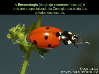 A Entomologia (do grego entomon= insetos) é
uma área especializada da Zoologia que cuida dos
estudos dos insetos.
 