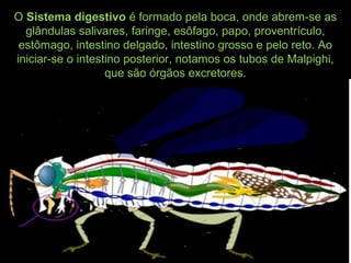 O Sistema digestivo é formado pela boca, onde abrem-se as
glândulas salivares, faringe, esôfago, papo, proventrículo,
estômago, intestino delgado, intestino grosso e pelo reto. Ao
iniciar-se o intestino posterior, notamos os tubos de Malpighi,
que são órgãos excretores.
 