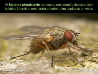 O Sistema circulatório apresenta um coração delicado com
ostíolos laterais e uma aorta anterior, sem capilares ou veias
 
