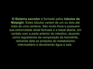 O Sistema excretor é formado pelos túbulos de
Malpighi. Estes túbulos variam de um ou dois até
mais de uma centena. São muito finos e possuem
sua extremidade distal fechada e a basal aberta, em
contato com a parte anterior do intestino, atuando
como reguladores da composição da hemolinfa,
retirando dela os produtos do metabolismo
intermediário e devolvendo água e sais.
 