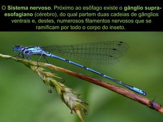 O Sistema nervoso. Próximo ao esôfago existe o gânglio supra-
esofagiano (cérebro), do qual partem duas cadeias de gânglios
ventrais e, destes, numerosos filamentos nervosos que se
ramificam por todo o corpo do inseto.
 