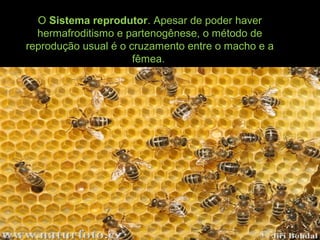 O Sistema reprodutor. Apesar de poder haver
hermafroditismo e partenogênese, o método de
reprodução usual é o cruzamento entre o macho e a
fêmea.
 