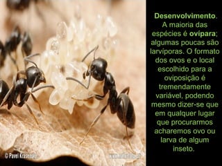 Desenvolvimento.
A maioria das
espécies é ovípara;
algumas poucas são
larvíporas. O formato
dos ovos e o local
escolhido para a
oviposição é
tremendamente
variável, podendo
mesmo dizer-se que
em qualquer lugar
que procurarmos
acharemos ovo ou
larva de algum
inseto.
 