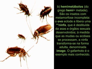 b) hemimetábolos (do
grego hemi= metade).
São os insetos com
metamorfose incompleta:
o ovo eclode e libera uma
**ninfa, que é destituída
da asas e órgãos sexuais
desenvolvidos; à medida
que as mudas ou ecdises
se processam, a ninfa
transforma-se na forma
adulta, denominada
imago. O gafanhoto é o
exemplo mais conhecido.
 