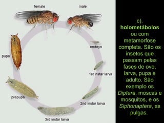 c).
holometábolos
ou com
metamorfose
completa. São os
insetos que
passam pelas
fases de ovo,
larva, pupa e
adulto. São
exemplo os
Diptera, moscas e
mosquitos, e os
Siphonaptera, as
pulgas.
 