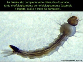 As larvas são completamente diferentes do adulto,
tanto morfologicamente como biologicamente (exemplo
a lagarta, que é a larva de borboleta).
 