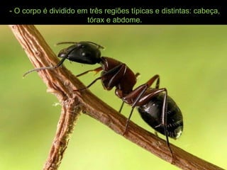 - O corpo é dividido em três regiões típicas e distintas: cabeça,
tórax e abdome.
 