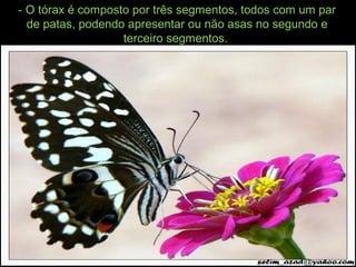- O tórax é composto por três segmentos, todos com um par
de patas, podendo apresentar ou não asas no segundo e
terceiro segmentos.
 