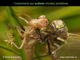- Crescimento por ecdises (mudas) periódicas.
 