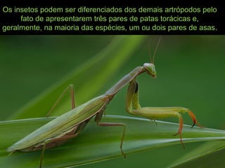 Os insetos podem ser diferenciados dos demais artrópodos pelo
fato de apresentarem três pares de patas torácicas e,
geralmente, na maioria das espécies, um ou dois pares de asas.
 
