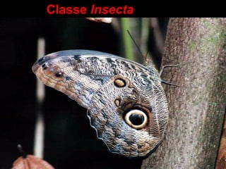Classe Insecta
 