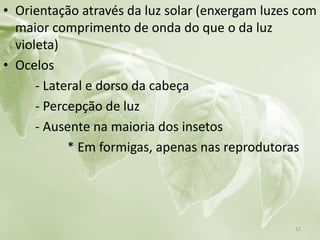 • Orientação através da luz solar (enxergam luzes com
maior comprimento de onda do que o da luz
violeta)
• Ocelos
- Lateral e dorso da cabeça
- Percepção de luz
- Ausente na maioria dos insetos
* Em formigas, apenas nas reprodutoras
12
 