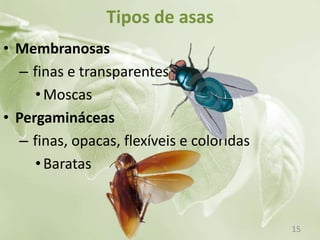 Tipos de asas
• Membranosas
– finas e transparentes
•Moscas
• Pergamináceas
– finas, opacas, flexíveis e coloridas
•Baratas
15
 