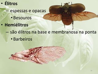 • Élitros
– espessas e opacas
•Besouros
• Hemiélitros
– são élitros na base e membranosa na ponta
•Barbeiros
16
 
