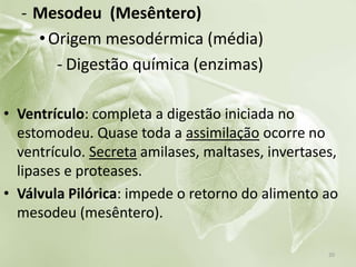 - Mesodeu (Mesêntero)
•Origem mesodérmica (média)
- Digestão química (enzimas)
• Ventrículo: completa a digestão iniciada no
estomodeu. Quase toda a assimilação ocorre no
ventrículo. Secreta amilases, maltases, invertases,
lipases e proteases.
• Válvula Pilórica: impede o retorno do alimento ao
mesodeu (mesêntero).
20
 