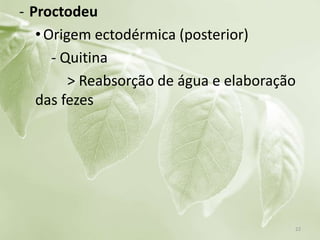 - Proctodeu
•Origem ectodérmica (posterior)
- Quitina
> Reabsorção de água e elaboração
das fezes
22
 